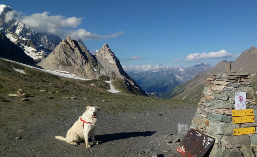 What to Watch Out for on Mountain Tours With Your Dog