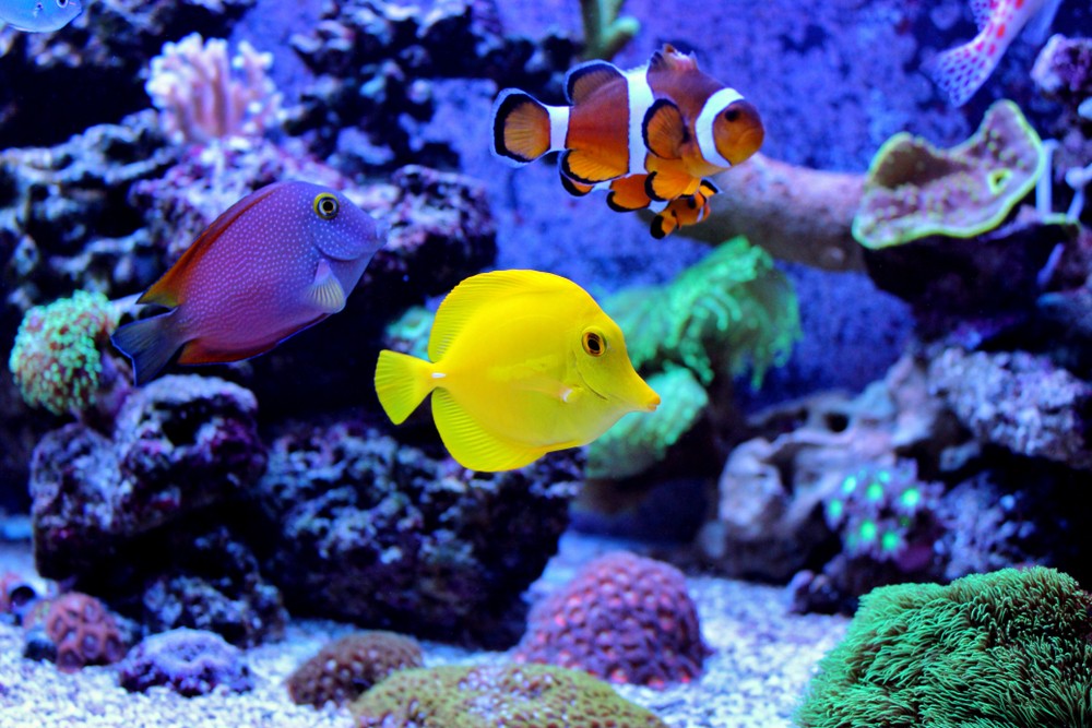 10 aquariums uk